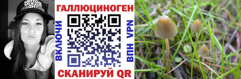 Купить закладки  Шилка  Галлюциногенные грибы Cubensis 